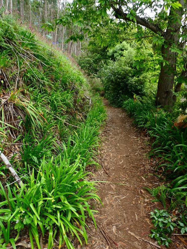 Levada da Serra do Faial von Lamaceiros/Lombo da Raiz zum Pico do Infante — Abschnitt 4 — Foto 4