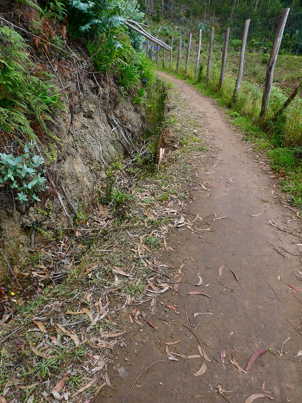Levada da Serra do Faial von Lamaceiros/Lombo da Raiz zum Pico do Infante — Abschnitt 4 — Foto 3