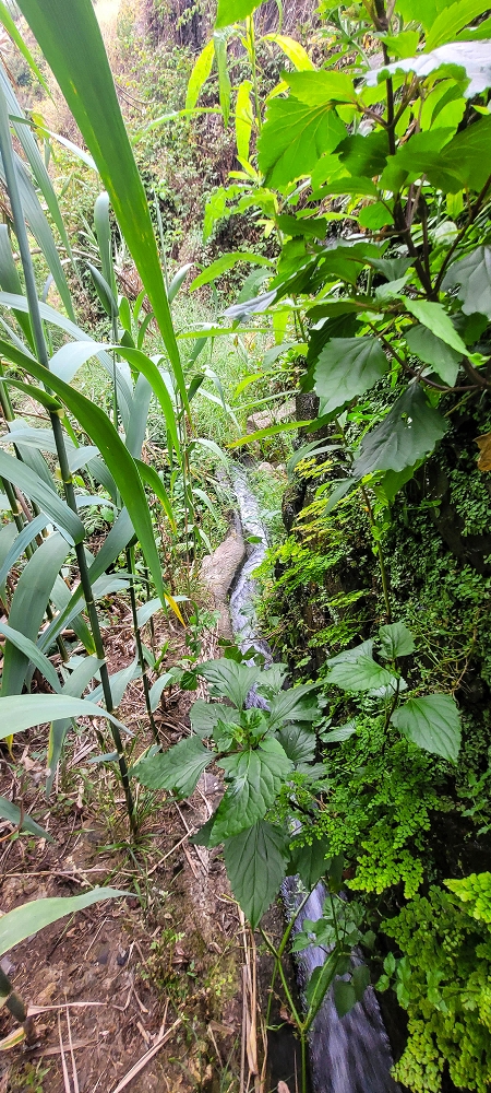 01.07.2022 Levadaentdeckungen oberhalb von Camara de Lobos — Madrebereich mit den Pocos und dem Wasserfall — Foto 10
