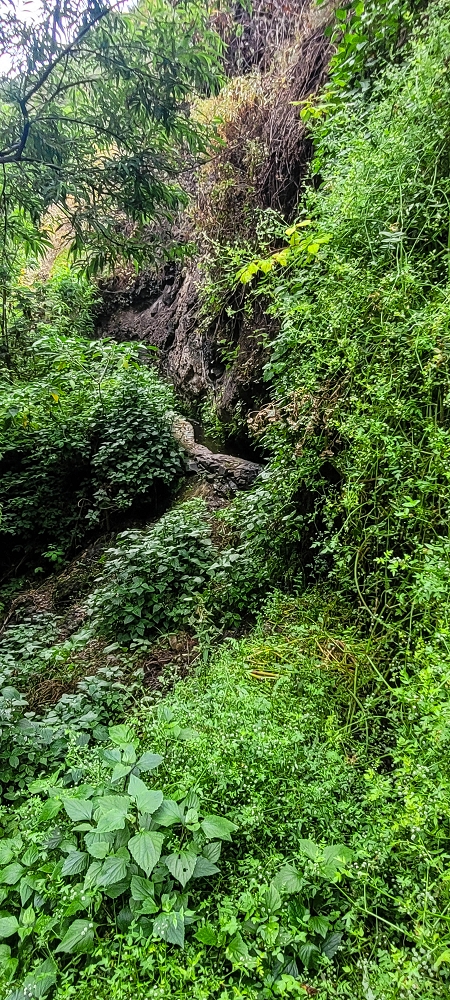 01.07.2022 Levadaentdeckungen oberhalb von Camara de Lobos — Madrebereich mit den Pocos und dem Wasserfall — Foto 12