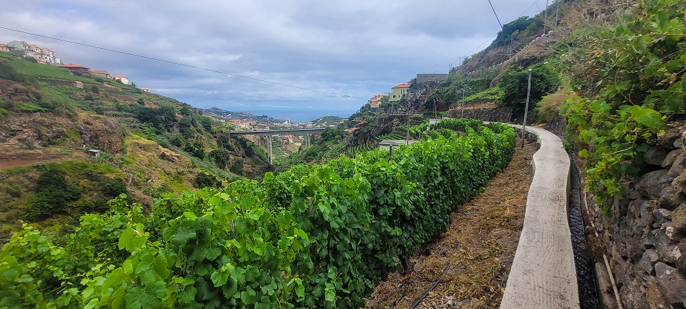 01.07.2022 Levadaentdeckungen oberhalb von Camara de Lobos — Nach der Kreuzung unterhalb des Caminho da Ribeira da Caixa — Foto 12