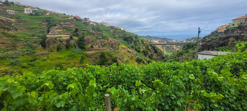 01.07.2022 Levadaentdeckungen oberhalb von Camara de Lobos — Nach der Kreuzung unterhalb des Caminho da Ribeira da Caixa — Foto 13