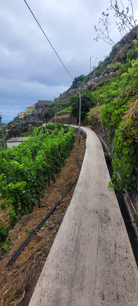 01.07.2022 Levadaentdeckungen oberhalb von Camara de Lobos — Nach der Kreuzung unterhalb des Caminho da Ribeira da Caixa — Foto 14