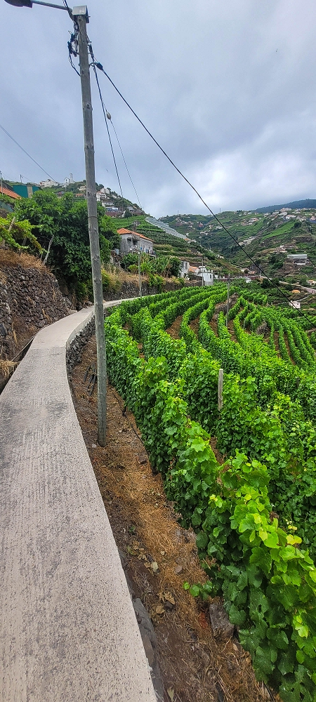 01.07.2022 Levadaentdeckungen oberhalb von Camara de Lobos — Nach der Kreuzung unterhalb des Caminho da Ribeira da Caixa — Foto 16