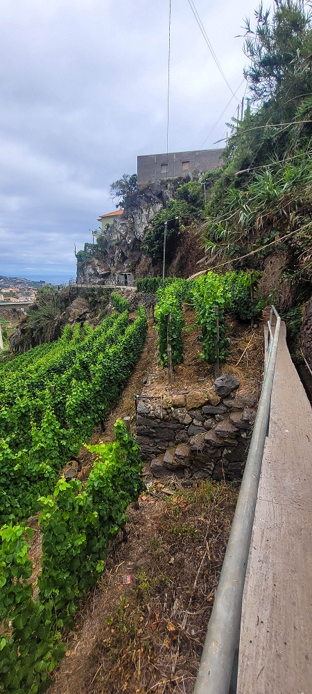 01.07.2022 Levadaentdeckungen oberhalb von Camara de Lobos — Nach der Kreuzung unterhalb des Caminho da Ribeira da Caixa — Foto 17