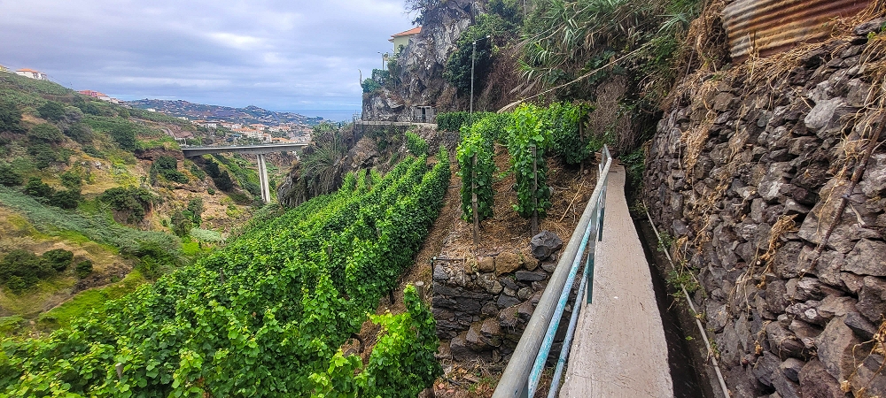 01.07.2022 Levadaentdeckungen oberhalb von Camara de Lobos — Nach der Kreuzung unterhalb des Caminho da Ribeira da Caixa — Foto 18