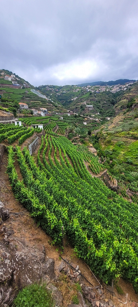 01.07.2022 Levadaentdeckungen oberhalb von Camara de Lobos — Nach der Kreuzung unterhalb des Caminho da Ribeira da Caixa — Foto 20