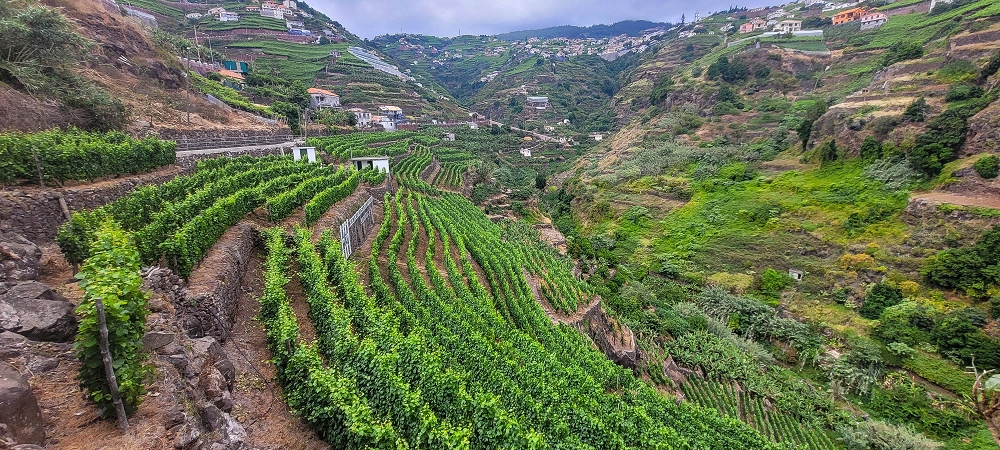 01.07.2022 Levadaentdeckungen oberhalb von Camara de Lobos — Nach der Kreuzung unterhalb des Caminho da Ribeira da Caixa — Foto 21