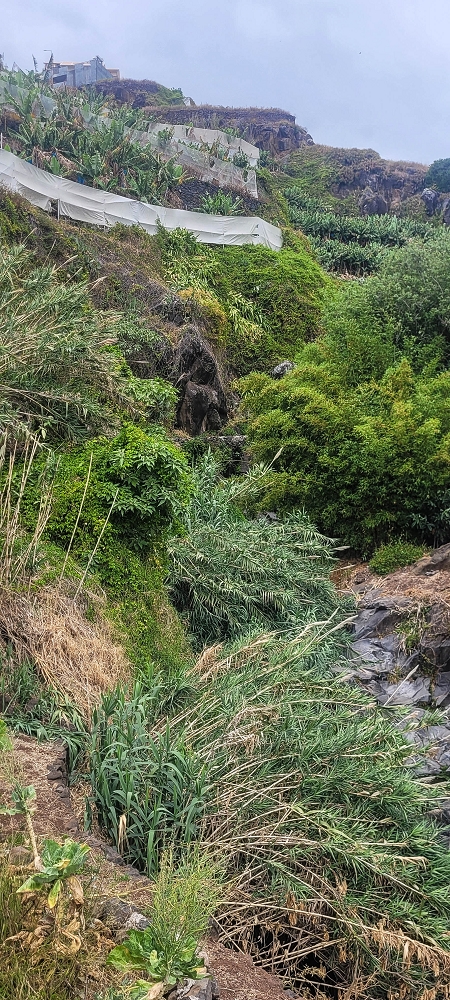 01.07.2022 Levadaentdeckungen oberhalb von Camara de Lobos — Zur Madre der Levada da Castanheira — Foto 3