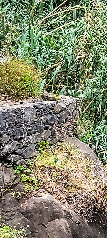 01.07.2022 Levadaentdeckungen oberhalb von Camara de Lobos — Zur Madre der Levada da Castanheira — Foto 5