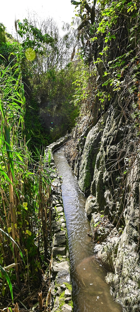 01.07.2022 Levadaentdeckungen oberhalb von Camara de Lobos — Zur Madre der Levada da Castanheira — Foto 6