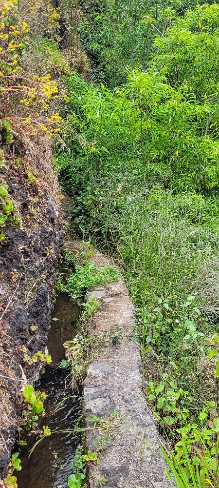 01.07.2022 Levadaentdeckungen oberhalb von Camara de Lobos — Der obere Teil der Levada de Braz Gil de Faria — Foto 12