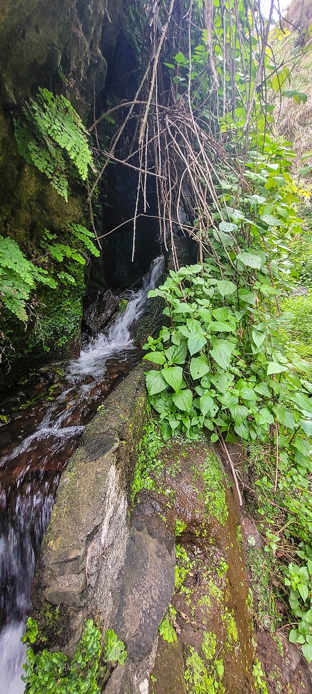 01.07.2022 Levadaentdeckungen oberhalb von Camara de Lobos — Der obere Teil der Levada de Braz Gil de Faria — Foto 13
