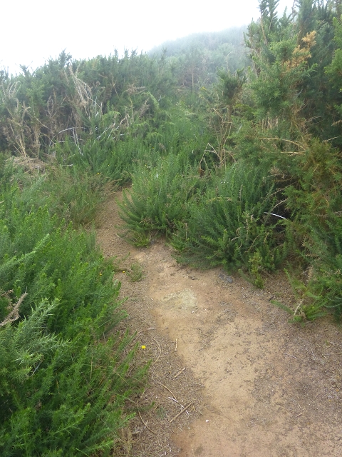 01.08.2014 Levada do Furado-Rundtour — Richtung Cabeco da Lenha und Abstieg nach Ribeiro Frio — Foto 7