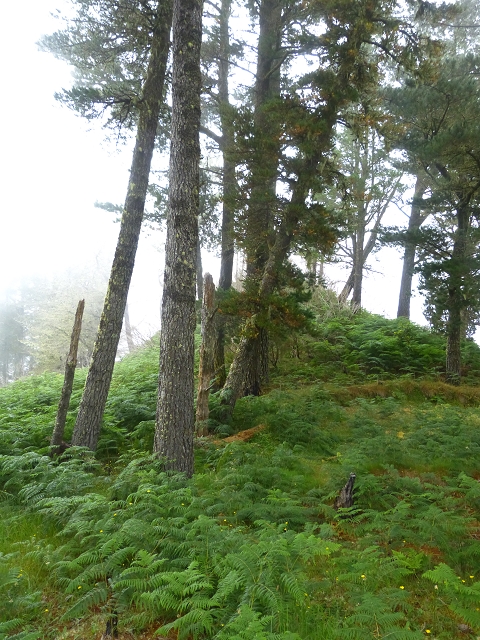 01.08.2014 Levada do Furado-Rundtour — Richtung Cabeco da Lenha und Abstieg nach Ribeiro Frio — Foto 10