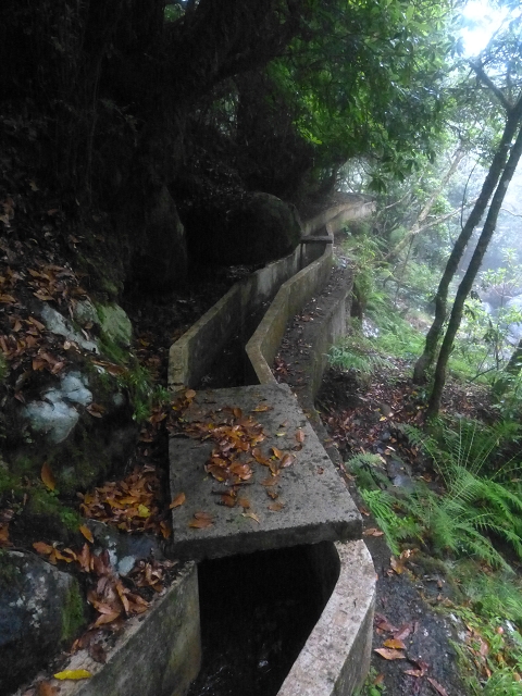 01.08.2014 Levada do Furado-Rundtour — Von Ribeiro Frio zur Ribeira do Poco Bezerro — Foto 36