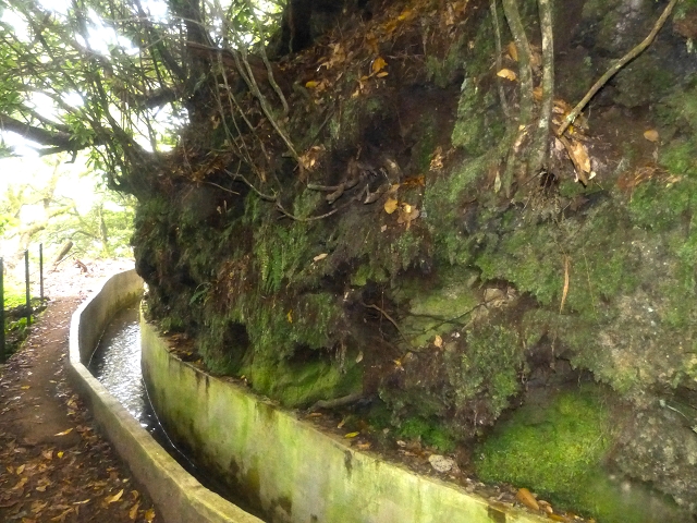01.08.2014 Levada do Furado-Rundtour — Weiter zum Tunnel unter dem Pico do Suna — Foto 5