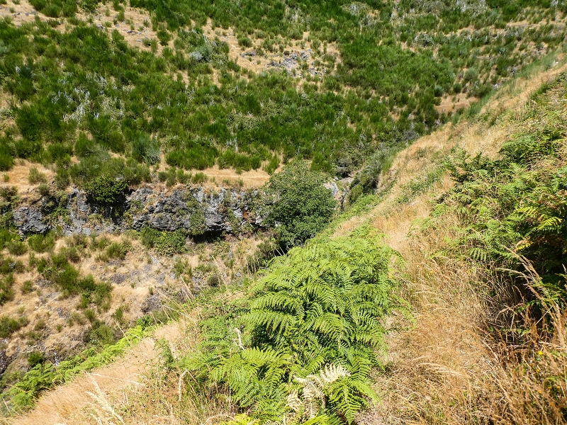 01.08.2021 Levada da Rouca und Aufstieg nach Chao dos Terreiros, zurück über die Boca da Corrida — Aufstieg zur Casa do Pestana — Foto 32