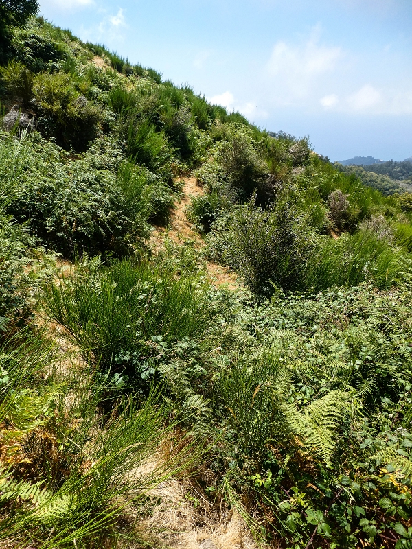 01.08.2021 Levada da Rouca und Aufstieg nach Chao dos Terreiros, zurück über die Boca da Corrida — Aufstieg zur Casa do Pestana — Foto 35