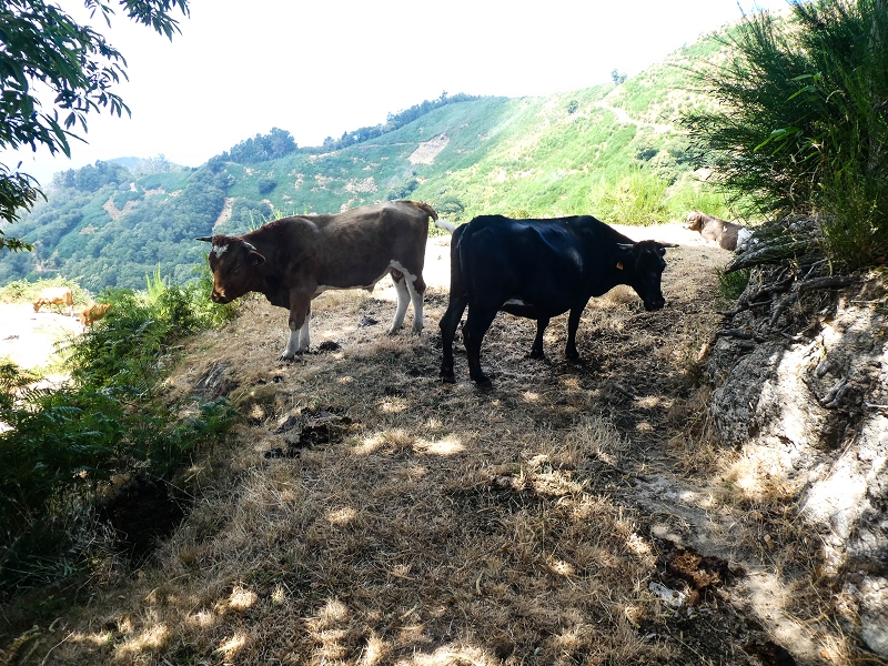01.08.2021 Levada da Rouca und Aufstieg nach Chao dos Terreiros, zurück über die Boca da Corrida — Aufstieg zur Casa do Pestana — Foto 36
