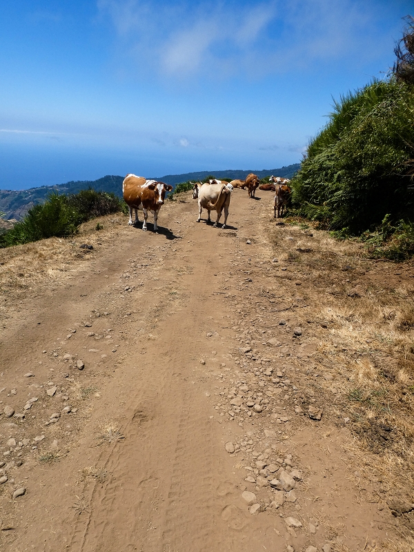 01.08.2021 Levada da Rouca und Aufstieg nach Chao dos Terreiros, zurück über die Boca da Corrida — Aufstieg zur Crista do Espigao und weiter zur Fonte dos Burros — Foto 2