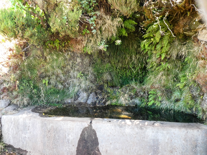 01.08.2021 Levada da Rouca und Aufstieg nach Chao dos Terreiros, zurück über die Boca da Corrida — Aufstieg zur Crista do Espigao und weiter zur Fonte dos Burros — Foto 4