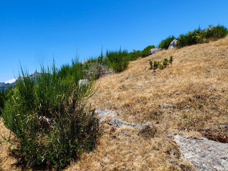01.08.2021 Levada da Rouca und Aufstieg nach Chao dos Terreiros, zurück über die Boca da Corrida — Weiter Richtung Chao dos Terreiros — Foto 3
