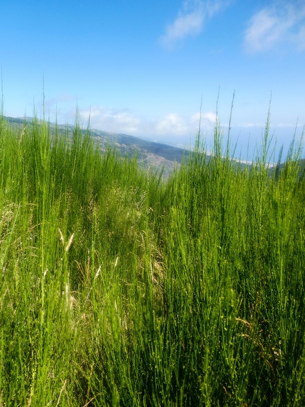 01.08.2021 Levada da Rouca und Aufstieg nach Chao dos Terreiros, zurück über die Boca da Corrida — Abstieg auf dem Caminho de Sao Lourenco zur ER 223 und weiter zur Vereda dos Zimbreiros — Foto 14