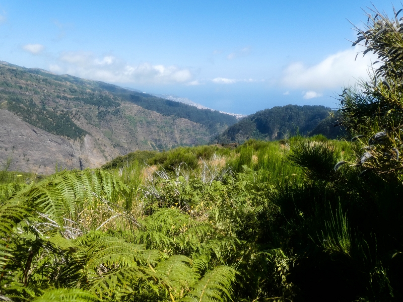 01.08.2021 Levada da Rouca und Aufstieg nach Chao dos Terreiros, zurück über die Boca da Corrida — Abstieg auf dem Caminho de Sao Lourenco zur ER 223 und weiter zur Vereda dos Zimbreiros — Foto 16