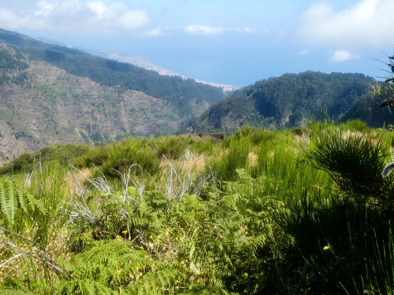 01.08.2021 Levada da Rouca und Aufstieg nach Chao dos Terreiros, zurück über die Boca da Corrida — Abstieg auf dem Caminho de Sao Lourenco zur ER 223 und weiter zur Vereda dos Zimbreiros — Foto 17