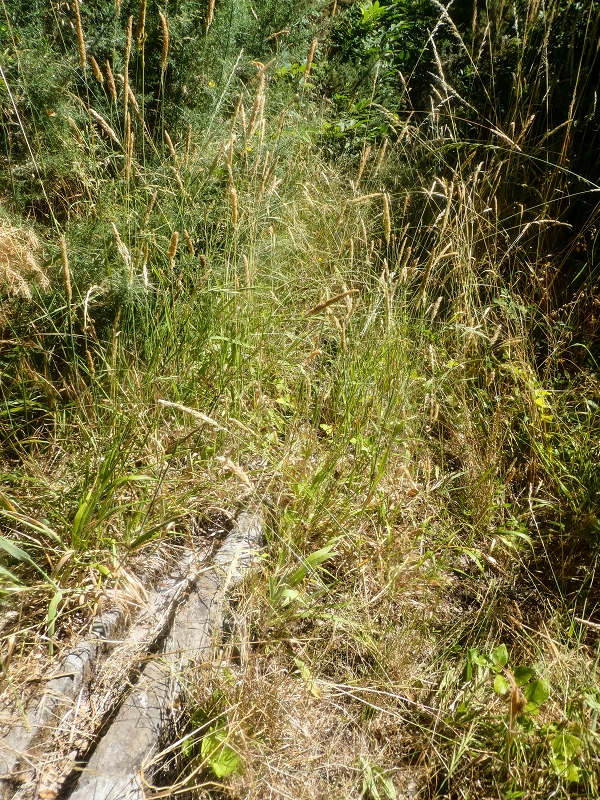 Levada da Rouca — Zufliessende Levada des Ostastes, im oberen Teil verfallen — Foto 2