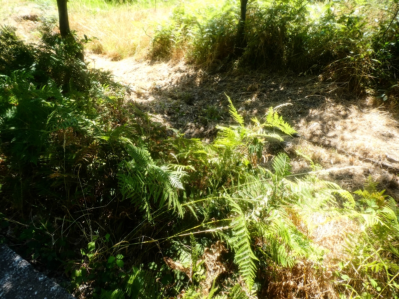 Levada da Rouca — Zufliessende Levada des Ostastes, im oberen Teil verfallen — Foto 5