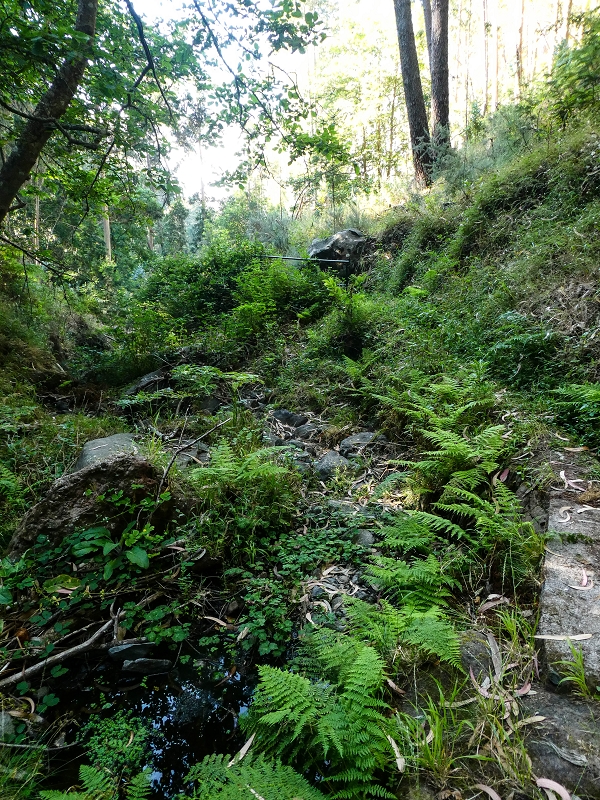 Levada da Rouca — Neue Madre des Westastes und Sammelbecken — Foto 4