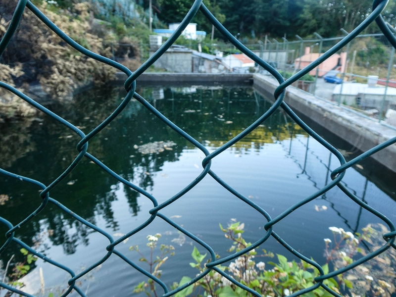 Levada da Rouca — Zufluss zum grossen Reservoir — Foto 3