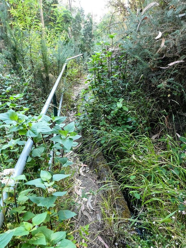 Levada da Rouca — Neue Madre des Westastes und Sammelbecken — Foto 7