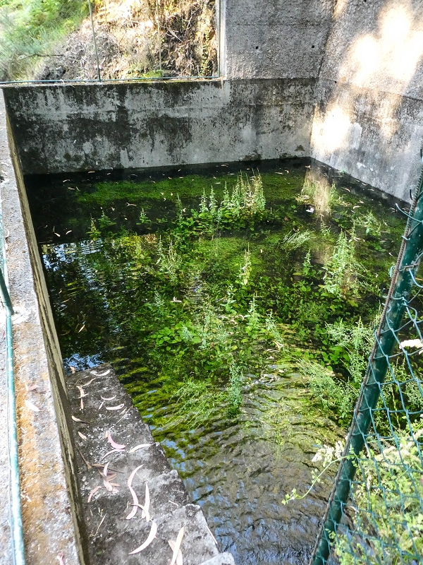 Levada da Rouca — Neue Madre des Westastes und Sammelbecken — Foto 8