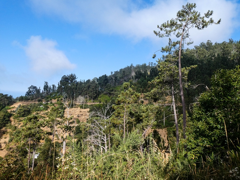 01.08.2021 Levada da Rouca und Aufstieg nach Chao dos Terreiros, zurück über die Boca da Corrida — Auf der Levada do Rouca: Weiter bis zum Speicherbecken — Foto 3