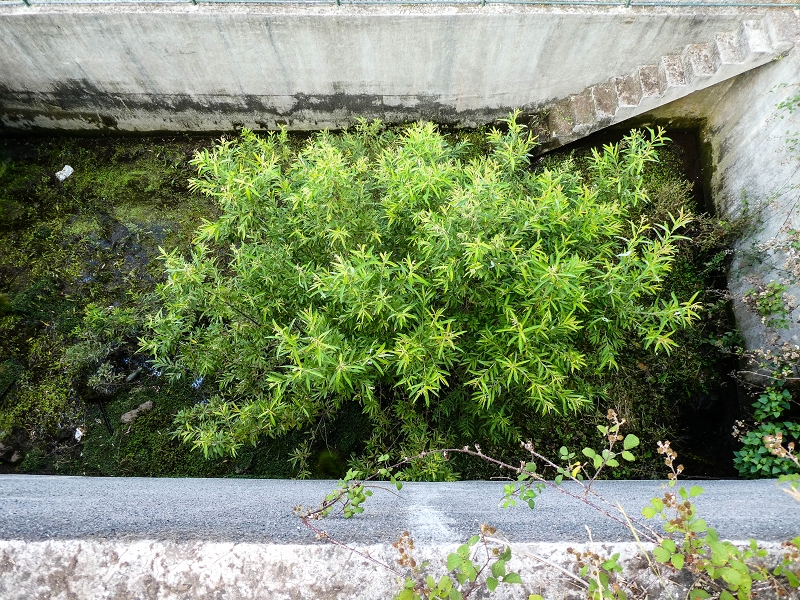 Levada da Rouca — Wassertank und Abzweigung zur lokalen Bewässerung — Foto 2