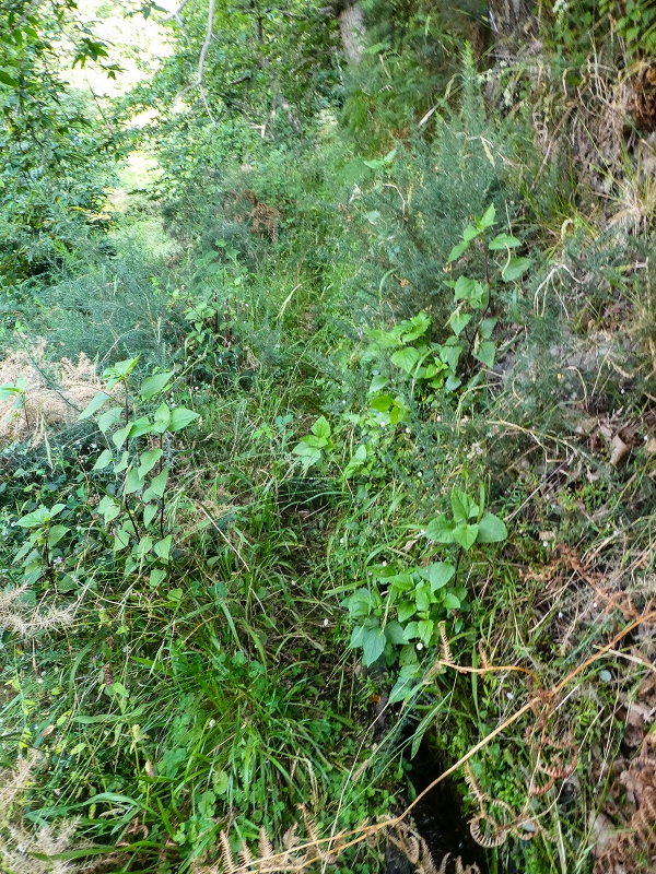 01.08.2021 Levada da Rouca und Aufstieg nach Chao dos Terreiros, zurück über die Boca da Corrida — Auf der Levada do Rouca: Zusätzliche Wasserfassung — Foto 1