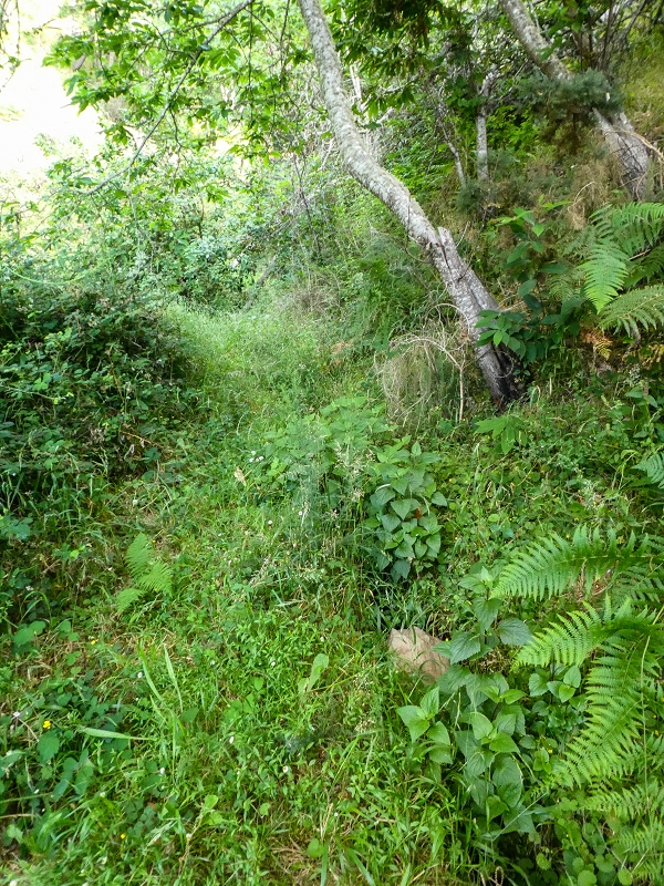01.08.2021 Levada da Rouca und Aufstieg nach Chao dos Terreiros, zurück über die Boca da Corrida — Auf der Levada do Rouca: Zusätzliche Wasserfassung — Foto 3