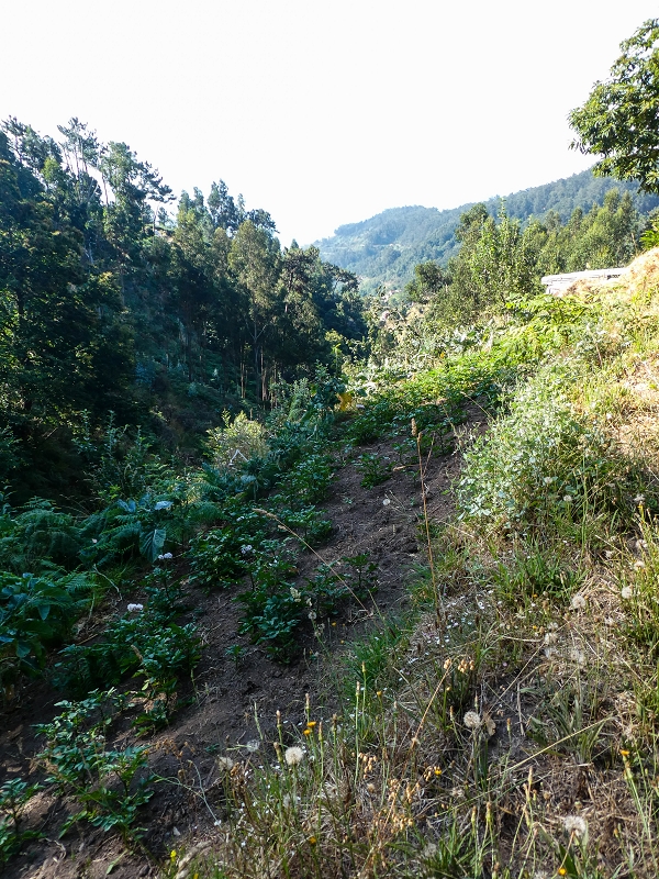 01.08.2021 Levada da Rouca und Aufstieg nach Chao dos Terreiros, zurück über die Boca da Corrida — Auf der Levada do Rouca: Wasserbecken und Ende des sichtbaren Verlaufes — Foto 7