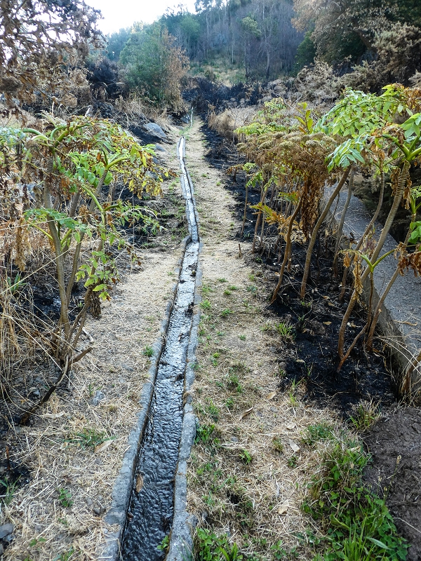 Levada da Rouca — Zufliessende Levada des Ostastes, im oberen Teil verfallen — Foto 11