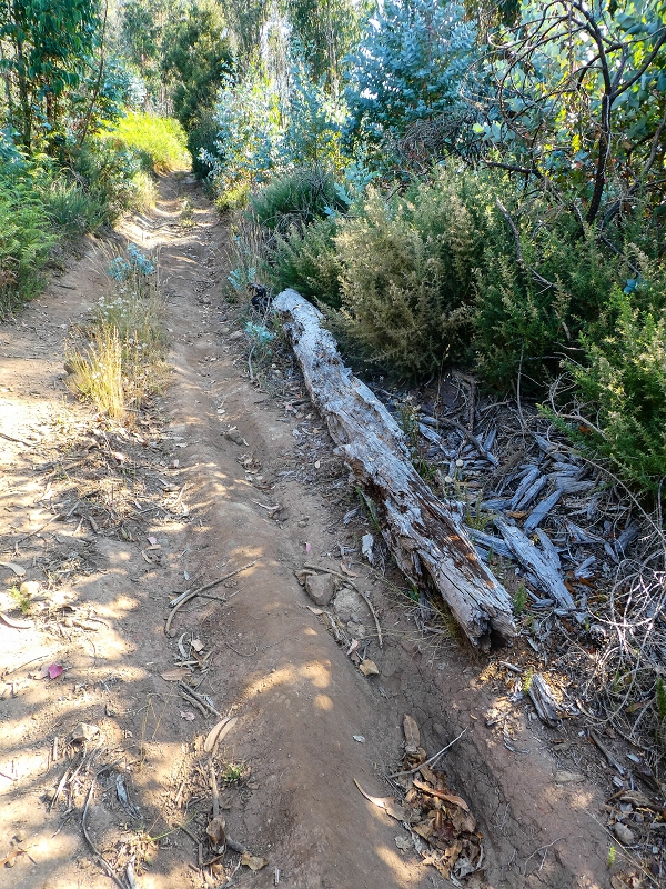 01.08.2021 Levada da Rouca und Aufstieg nach Chao dos Terreiros, zurück über die Boca da Corrida — Aufstieg zur Casa do Pestana — Foto 4
