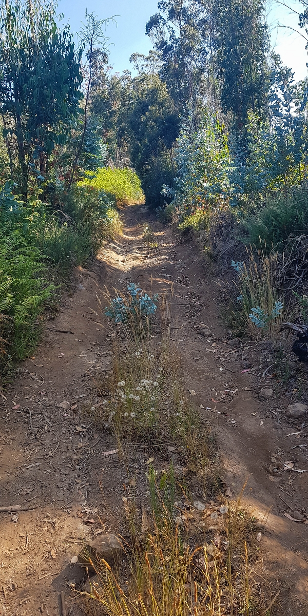 01.08.2021 Levada da Rouca und Aufstieg nach Chao dos Terreiros, zurück über die Boca da Corrida — Aufstieg zur Casa do Pestana — Foto 5