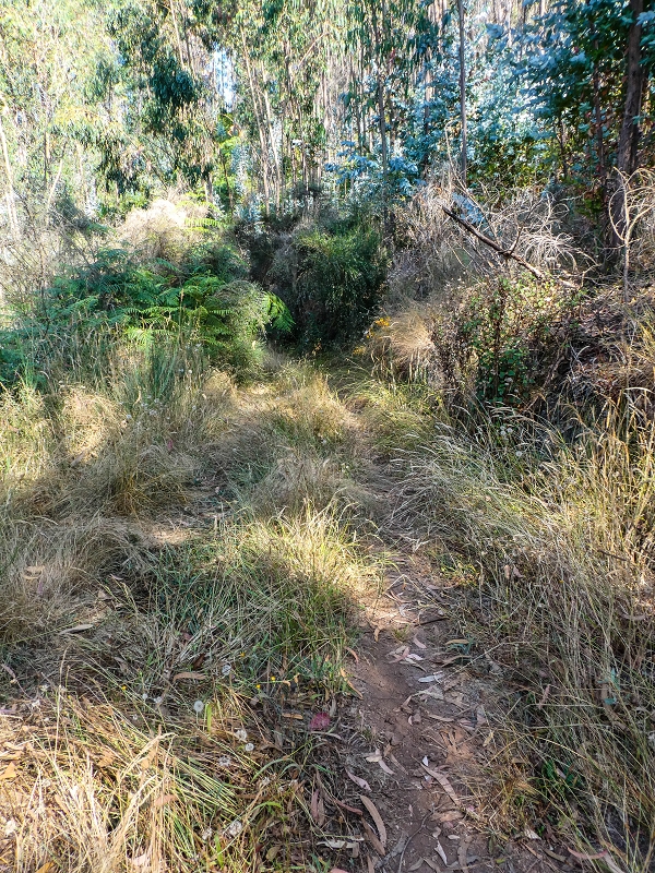 01.08.2021 Levada da Rouca und Aufstieg nach Chao dos Terreiros, zurück über die Boca da Corrida — Aufstieg zur Casa do Pestana — Foto 8