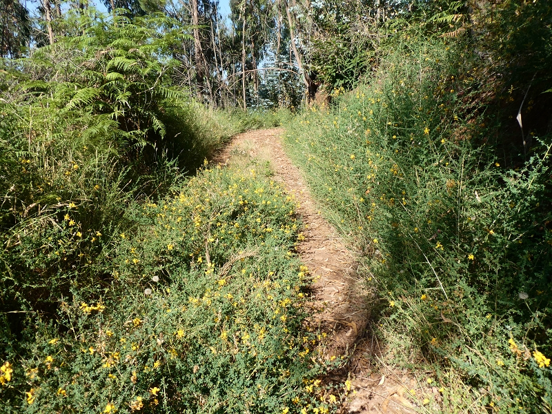 01.08.2021 Levada da Rouca und Aufstieg nach Chao dos Terreiros, zurück über die Boca da Corrida — Aufstieg zur Casa do Pestana — Foto 9
