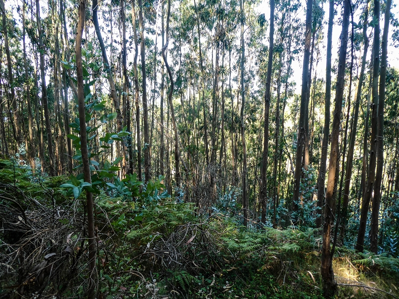 01.08.2021 Levada da Rouca und Aufstieg nach Chao dos Terreiros, zurück über die Boca da Corrida — Aufstieg zur Casa do Pestana — Foto 13