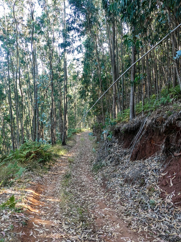 01.08.2021 Levada da Rouca und Aufstieg nach Chao dos Terreiros, zurück über die Boca da Corrida — Aufstieg zur Casa do Pestana — Foto 14