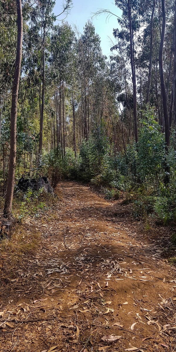 01.08.2021 Levada da Rouca und Aufstieg nach Chao dos Terreiros, zurück über die Boca da Corrida — Aufstieg zur Casa do Pestana — Foto 15