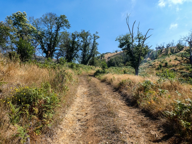 01.08.2021 Levada da Rouca und Aufstieg nach Chao dos Terreiros, zurück über die Boca da Corrida — Aufstieg zur Casa do Pestana — Foto 16